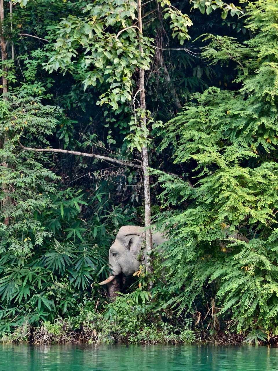 Mega 2 - Overnight At Rafthouse Khao Sok & Cheow Lan Lake Experience