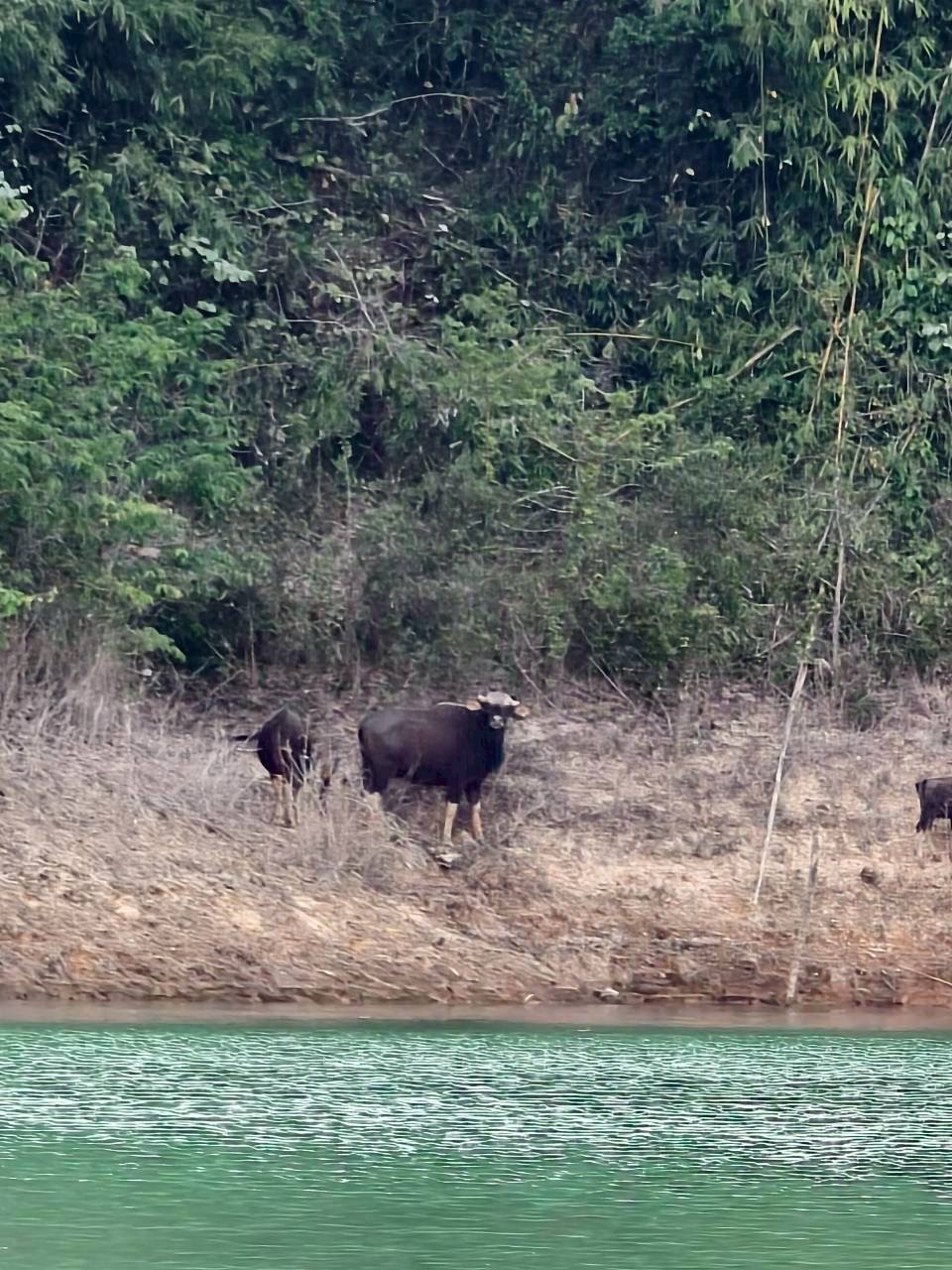 Mega 2 - Overnight At Rafthouse Khao Sok & Cheow Lan Lake Experience