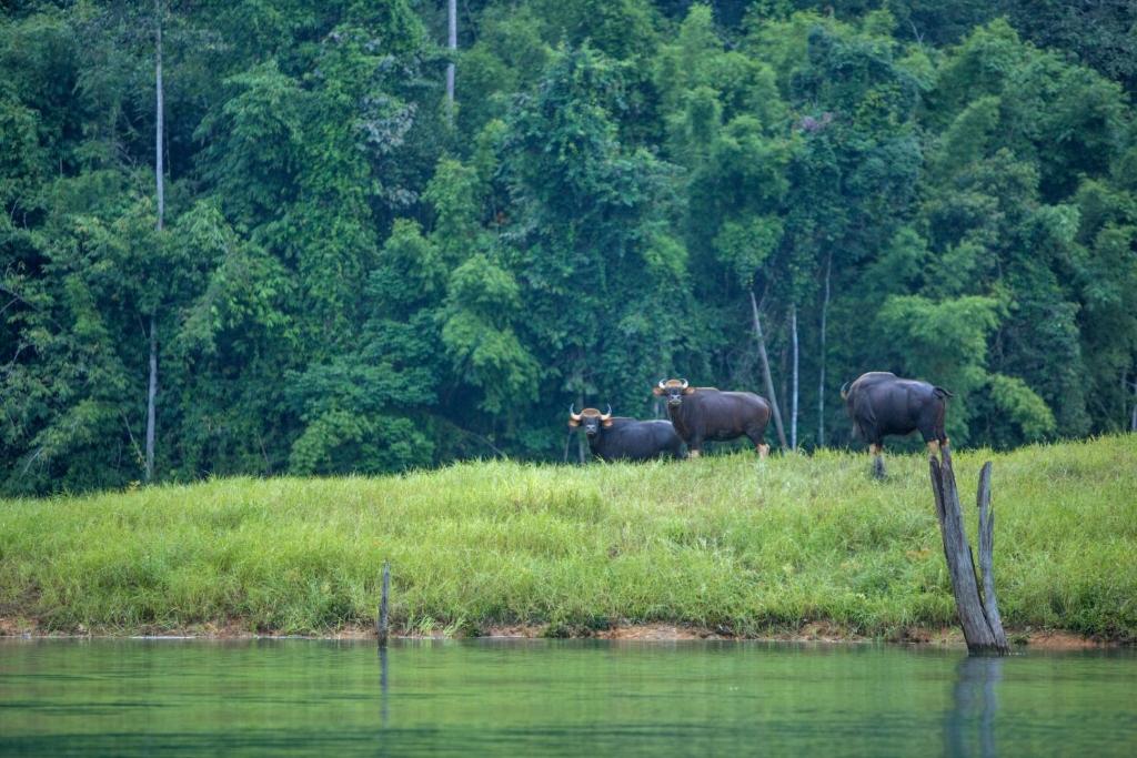Mega 5 - 3 Days 2 Nights For 2 People Khao Sok & Cheow Lan Lake Explorer