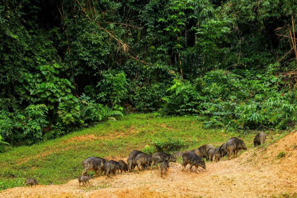Mega 5 - 3 Days 2 Nights For 2 People Khao Sok & Cheow Lan Lake Explorer