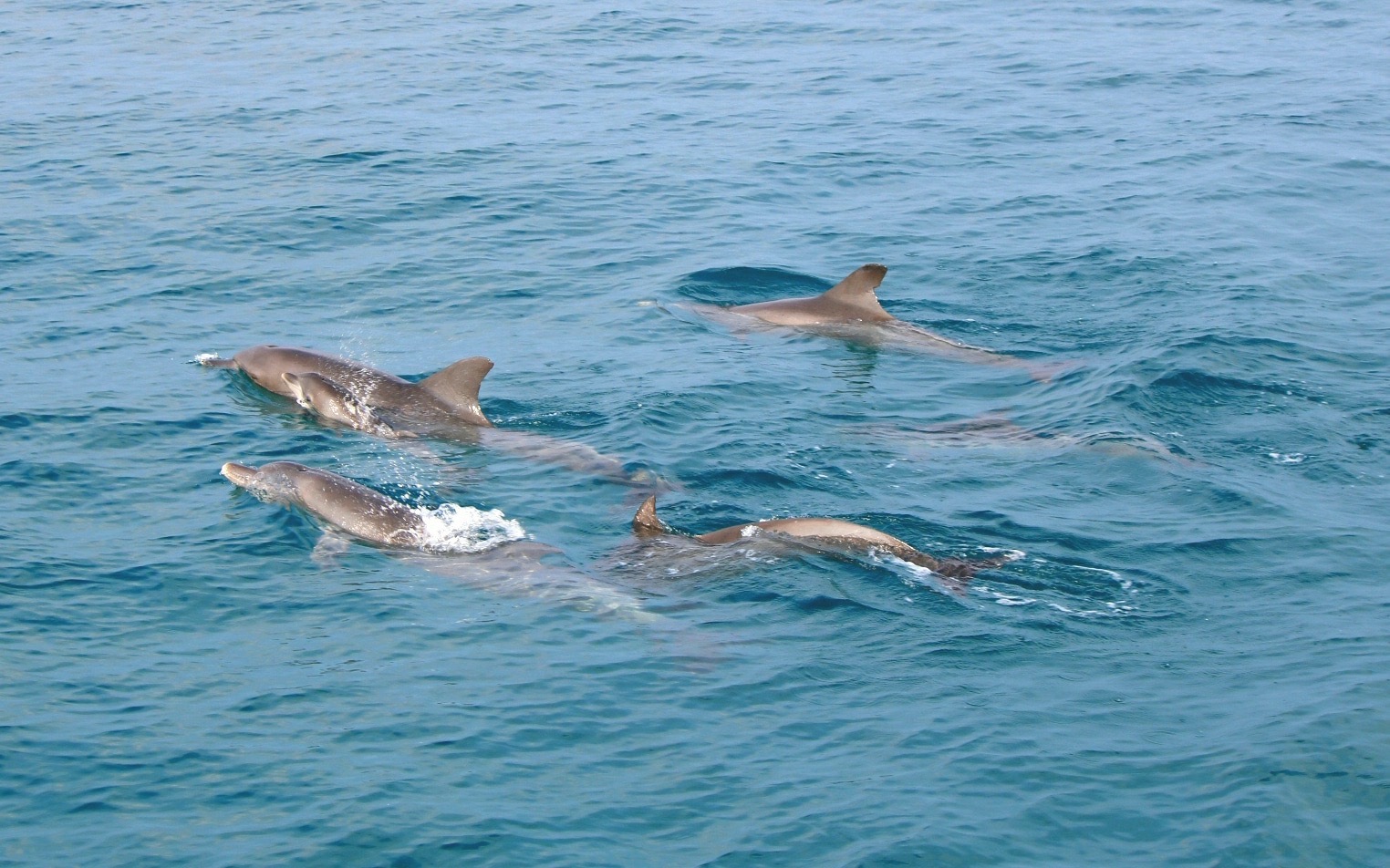 Raya Noi - Raya Yai - Maiton Island By Speed Boat - SS