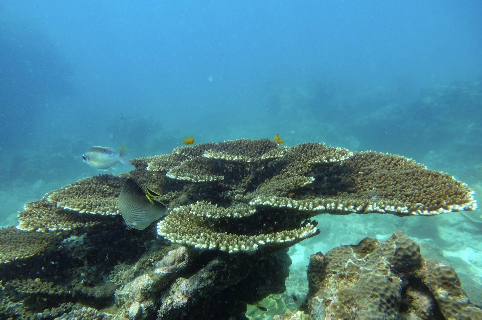 Phi Phi - Bamboo Island By Speed Boat - SS