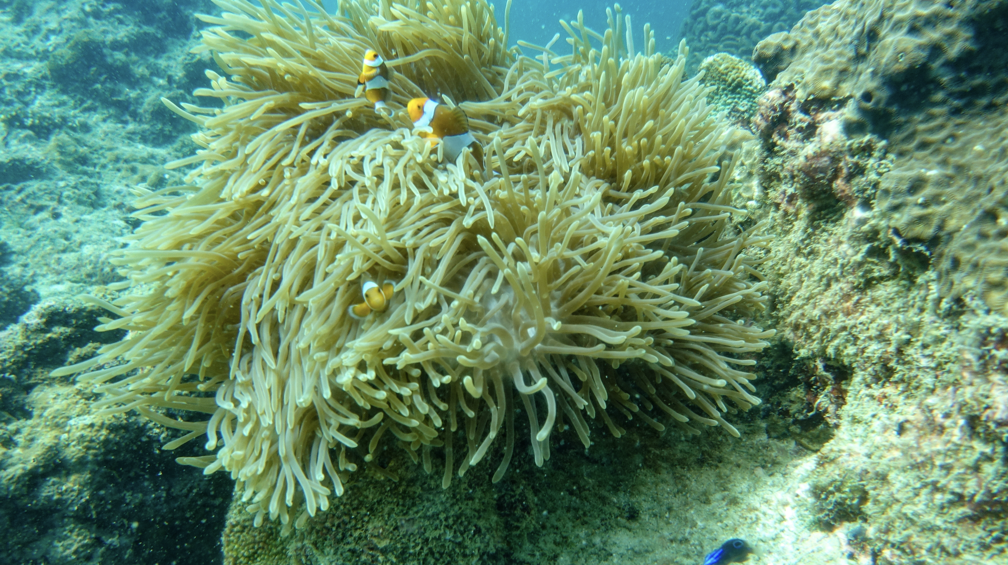 Phi Phi - Bamboo Island By Speed Boat - SS