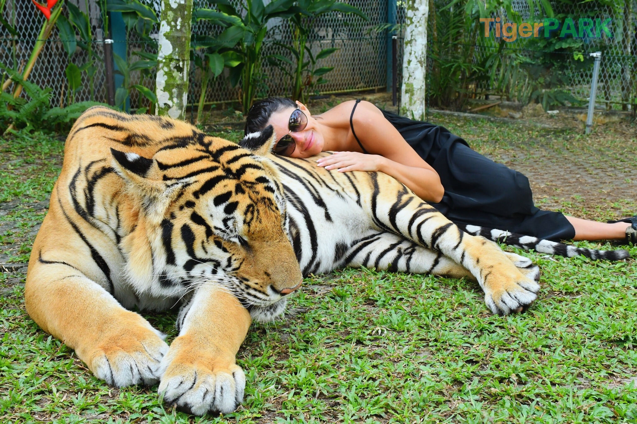Phuket City Tour & Tiger