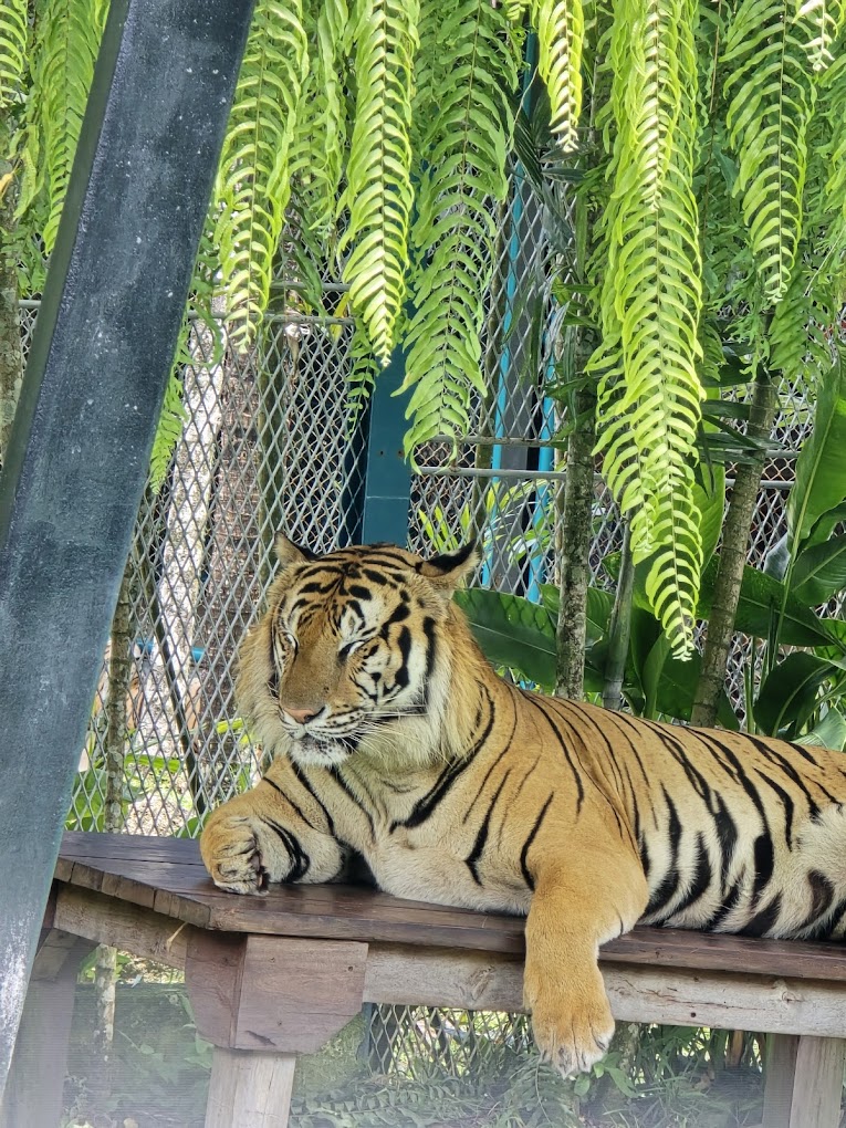 Phuket City Tour & Tiger