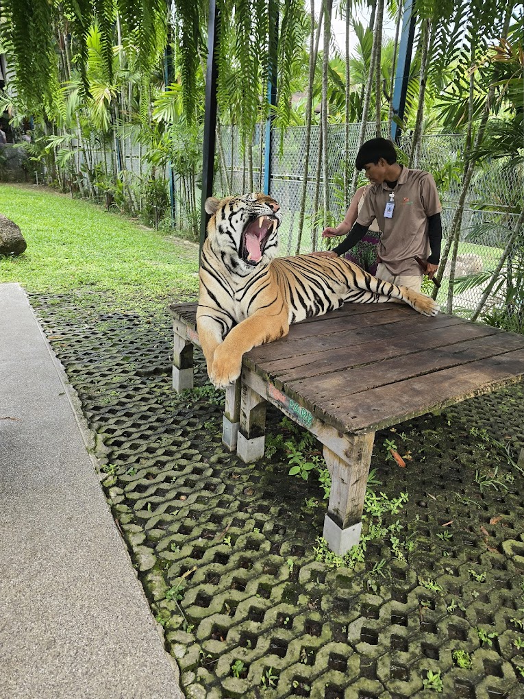 Phuket City Tour & Tiger