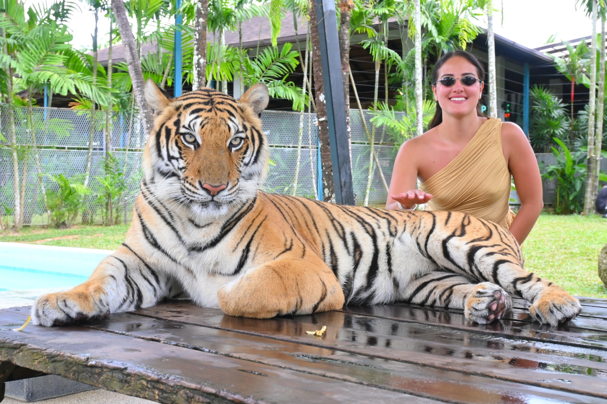 Phuket City Tour + Tiger Park + Elephant Trekking