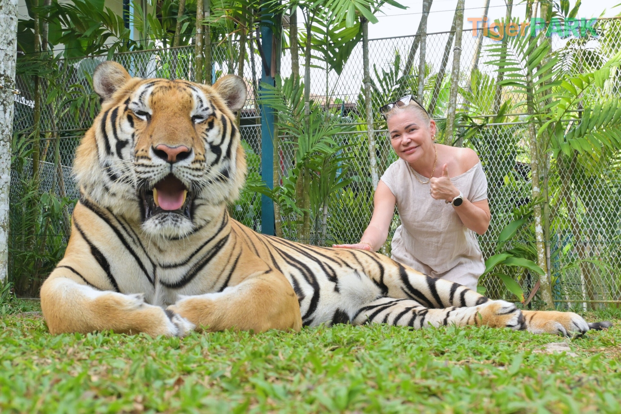 Phuket City Tour + Tiger Park + Elephant Trekking