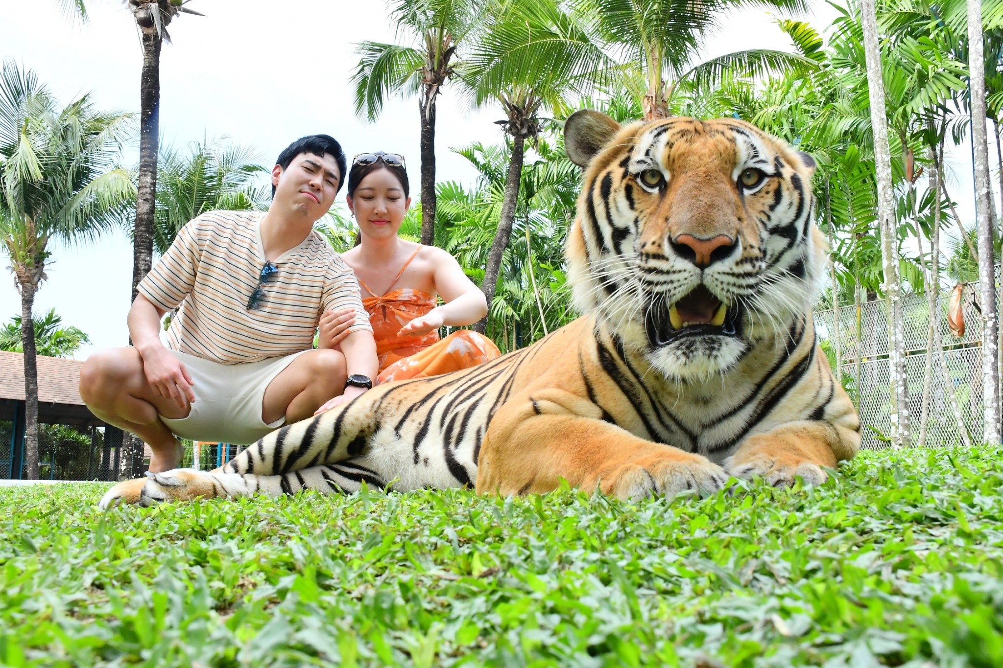 Phuket City Tour + Tiger Park + Elephant Trekking