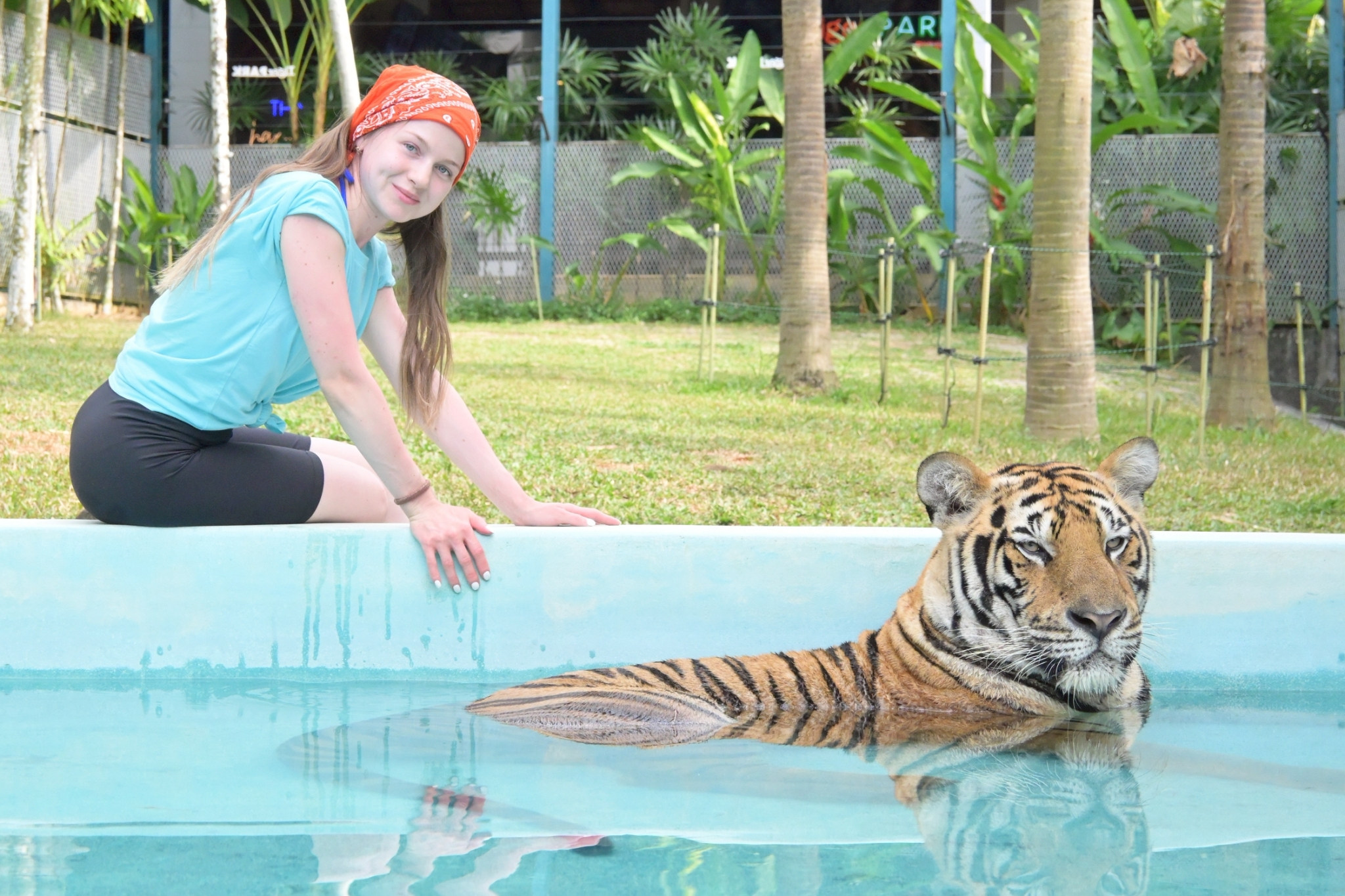 Phuket City Tour + Tiger Park + Elephant Trekking