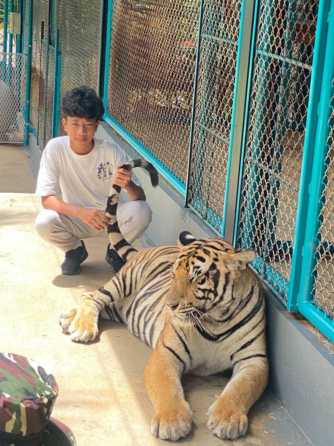 Phuket City Tour + Tiger Park + Elephant Trekking