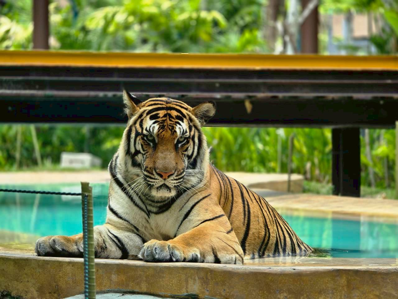 Phuket City Tour + Tiger Park + Elephant Trekking
