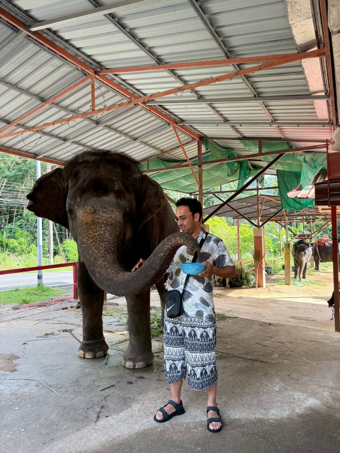 Phuket City Tour + Tiger Park + Elephant Trekking