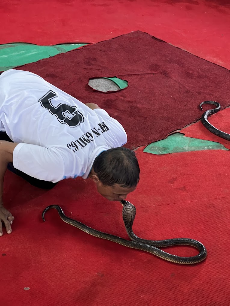 Phuket City Tour  + Snake Show